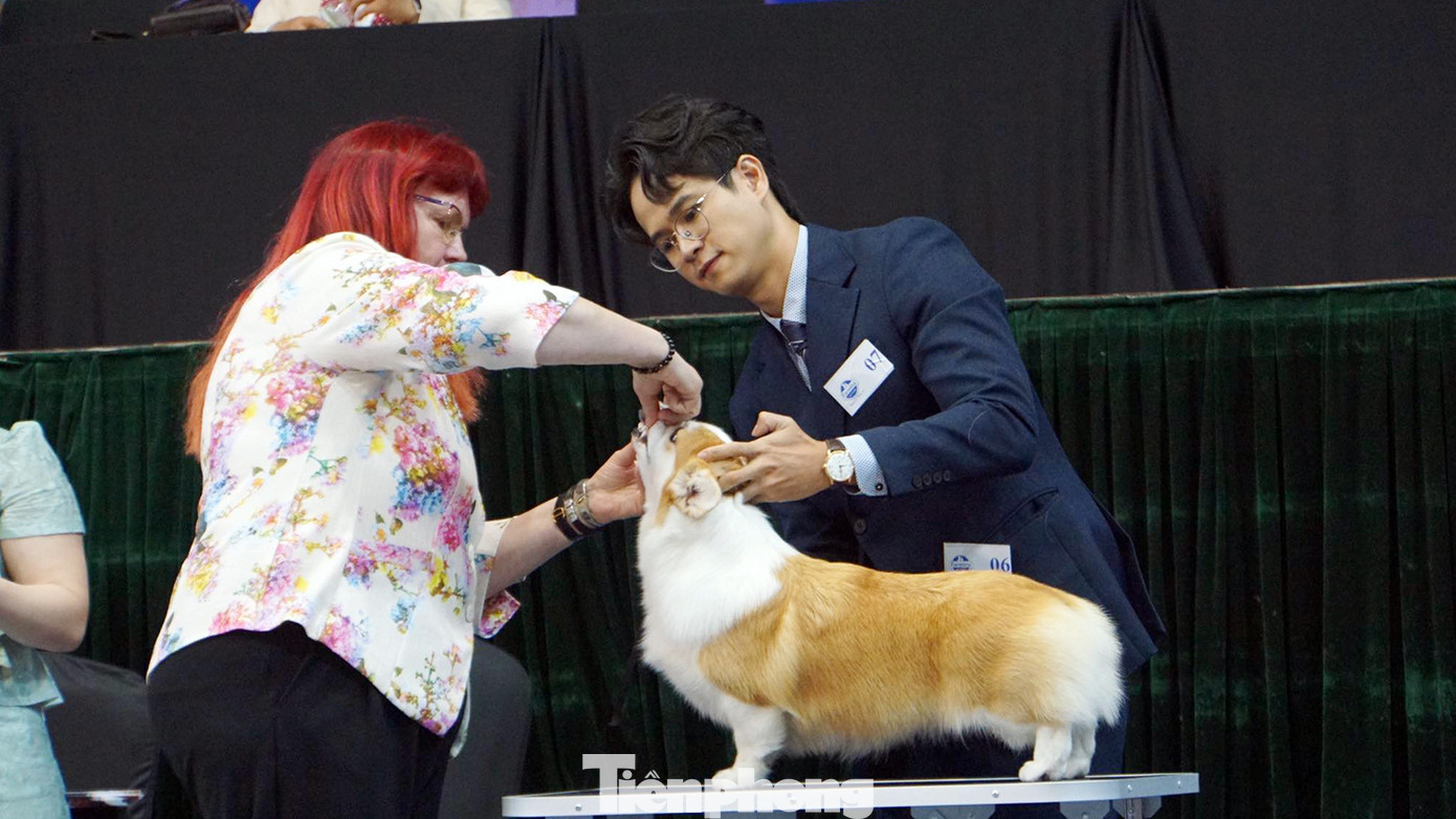 Ban giám khảo kiểm tra toàn diện dựa theo các tiêu chuẩn về răng, lông, dáng đi, dáng chạy, độ thuần chủng,…