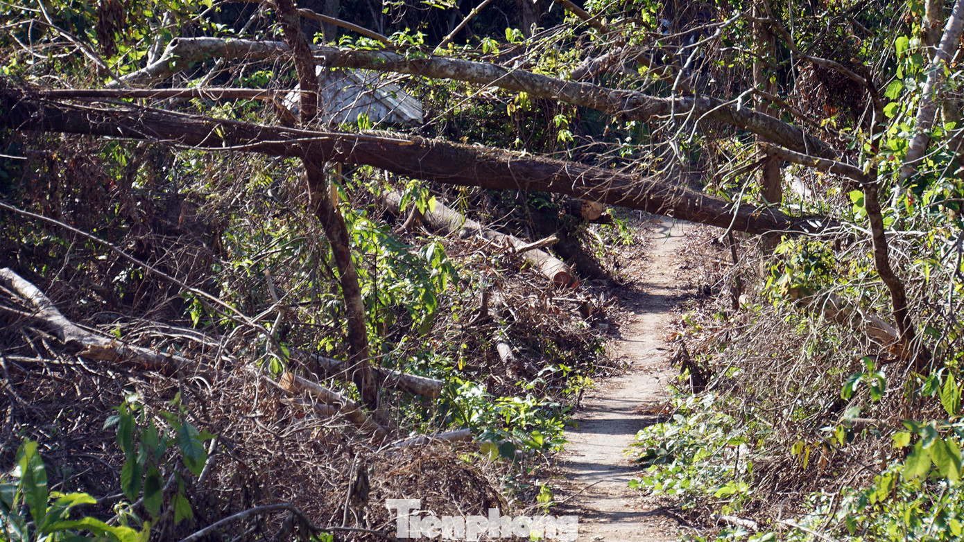 Sau bão, cành lá cây rừng đổ gãy khô dày đặc, nguy cơ xảy ra cháy rừng cao. Do đó, Vườn quốc gia Cát Bà huy động tổng lực kiểm lâm tuần tra kiểm soát chặt chẽ các tuyến đường rừng ngăn chặn mọi nguồn lửa để bảo vệ rừng, bảo vệ môi trường vườn quốc gia.