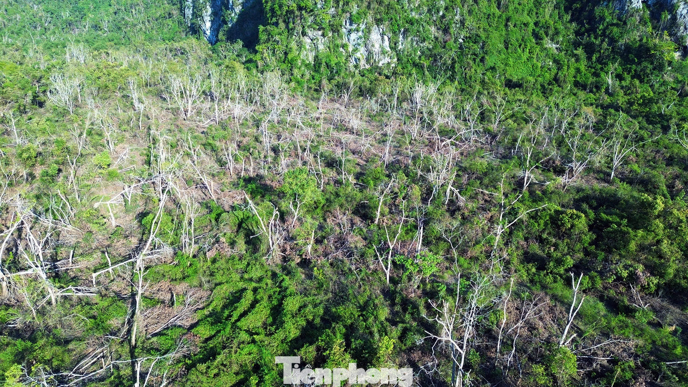 Ngoài các vùng lõi, nhiều bạt rừng vùng đệm Vườn quốc gia Cát Bà cũng xơ xác cây gỗ đổ gãy sau bão.