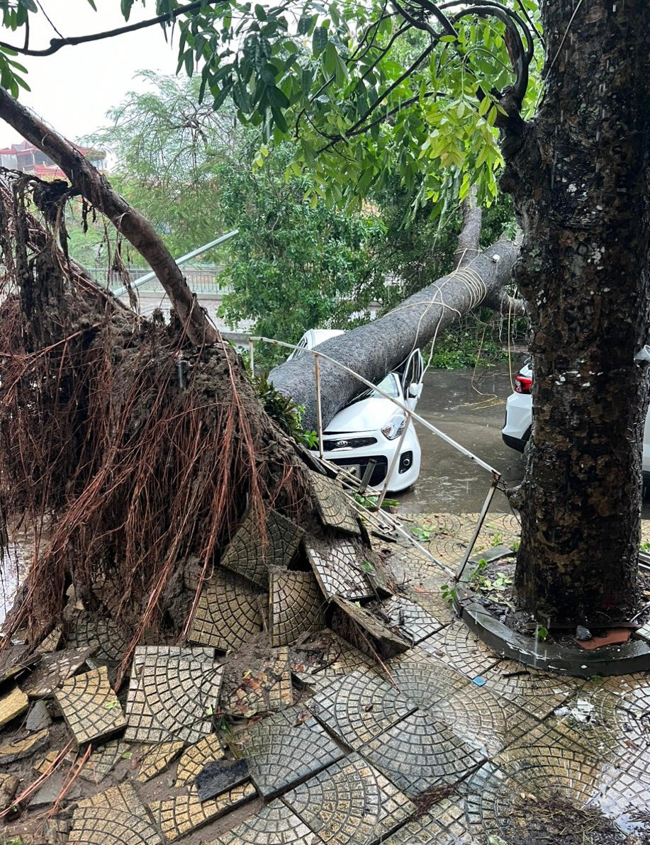 Tới chiều tối cùng ngày, cây xà cừ vẫn chưa được lực lượng chức năng cưa cắt, ô tô vẫn chưa được di dời. Theo lãnh đạo Cung Văn hóa thể thao thanh niên Hải Phòng, rất may thời điểm xảy ra sự cố không có người ở trong ô tô và khu vực xung quanh.