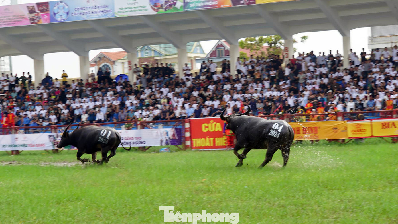 Nhiều ông trâu trúng đòn đánh của đối phương sợ hãi bỏ chạy trong tiếng hò reo cổ vũ của hàng vạn khán giả.