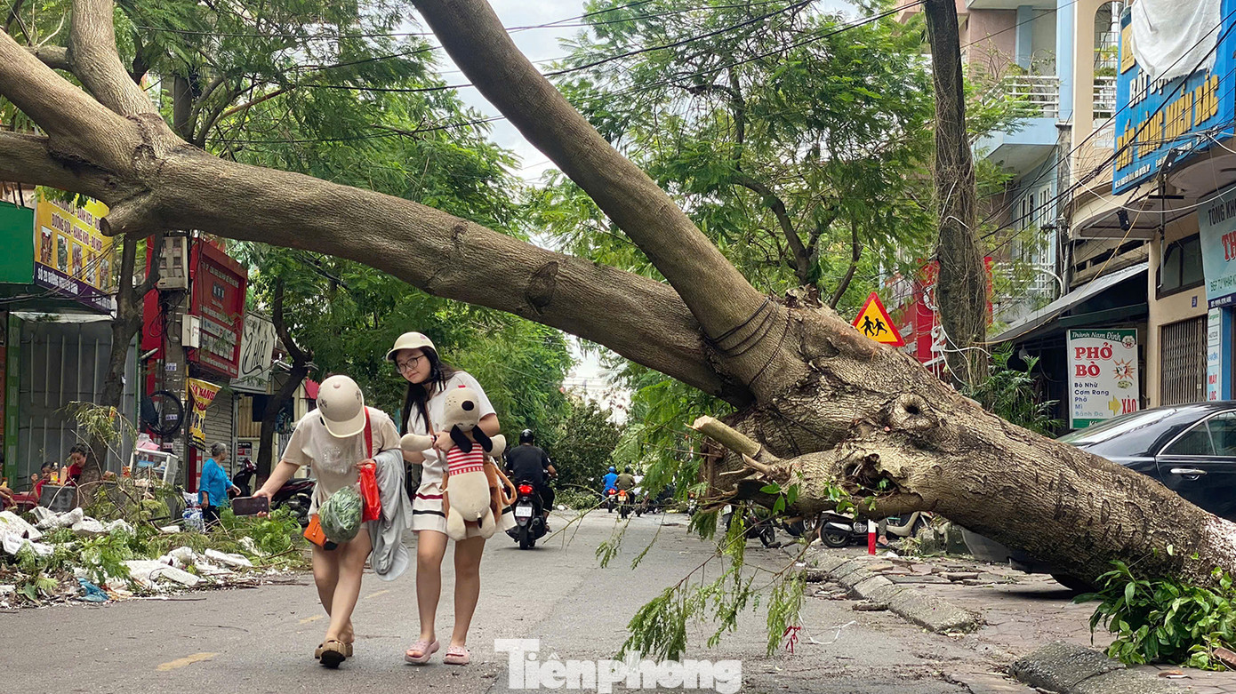 Nhiều người đi bộ phải cúi đầu qua khu vực cây đổ, chắn ngang đường.