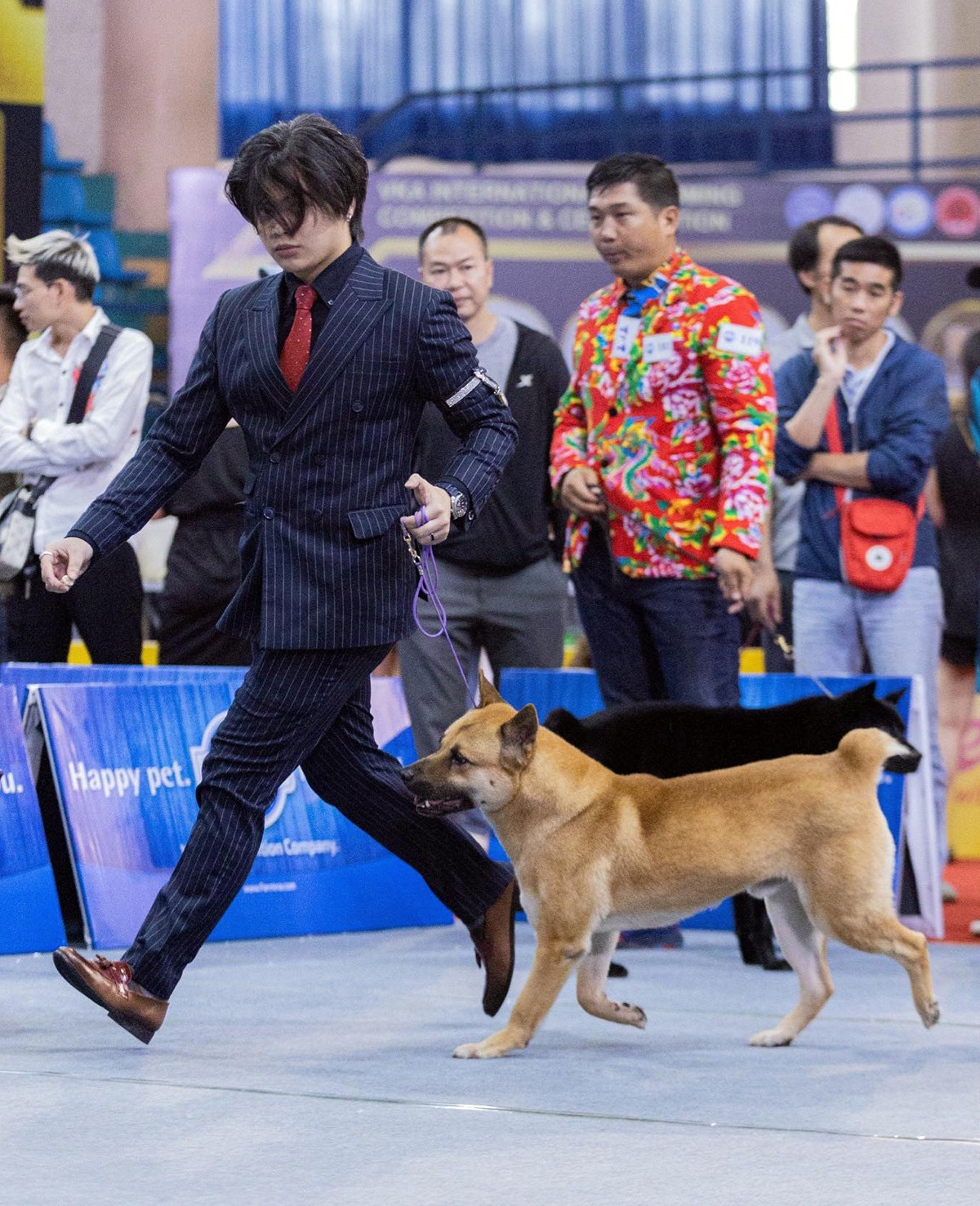 Chú chó Mông Cộc tên Vàng giành giải nhất phần thi chó bản địa Việt Nam.