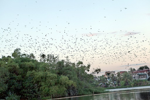 Cò về trắng trời giữa thành phố Thanh Hóa ảnh 2