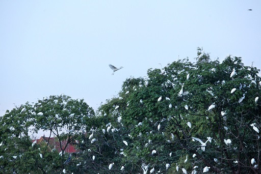 Cò về trắng trời giữa thành phố Thanh Hóa ảnh 3