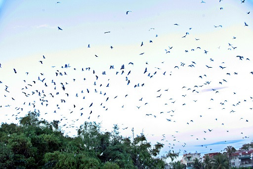 Cò về trắng trời giữa thành phố Thanh Hóa ảnh 1