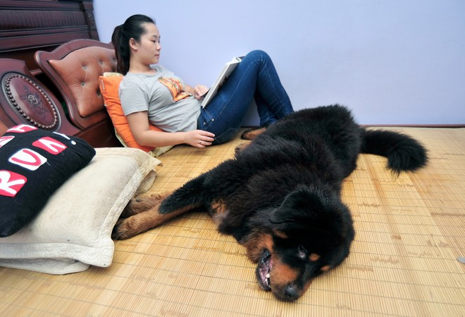 Linh mê chơi chó đã nhiều năm, cô thường cho chúng lên hẳn giường của mình để nằm mà không hề e sợ. Với Linh, những chú 'thần khuyển' này như người bạn thân thiết trong nhà 