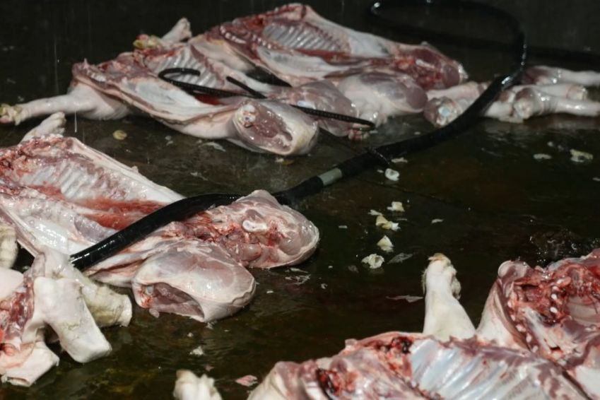 Lợn bệnh được giết mổ tại các lò mổ sau đó bán ra thị trường. Lợn bệnh được giết mổ tại các lò mổ sau đó bán ra thị trường.