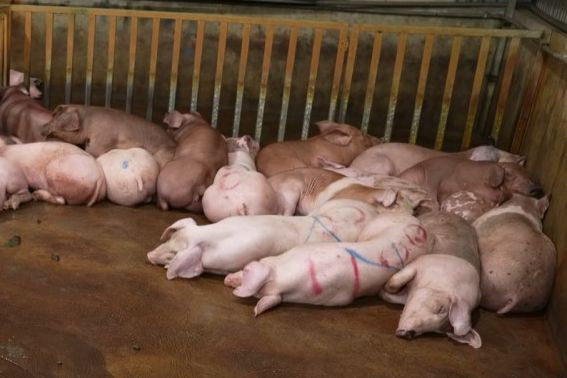 Lợn nhiễm dịch tả lợn châu Phi. Lợn nhiễm dịch tả lợn châu Phi.