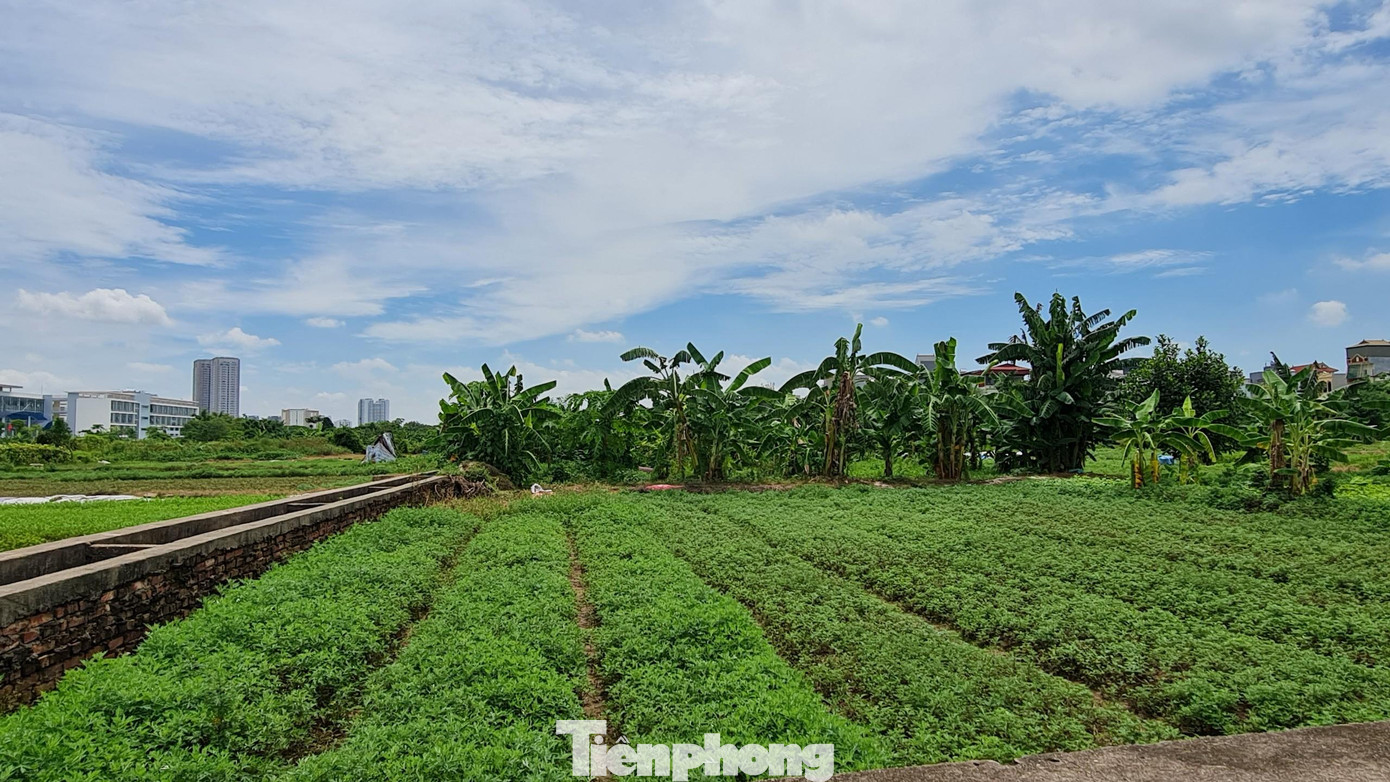 Nhiều lô đất người dân vẫn tận dụng để canh tác, trồng rau.