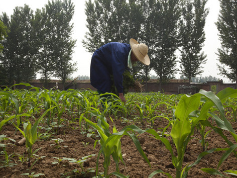 Nông dân Trung Quốc có thể sẽ được quyền bán đất nông nghiệp, hưởng đền bù thu hồi đất theo giá thị trường. Ảnh: Bloomberg. Nông dân Trung Quốc có thể sẽ được quyền bán đất nông nghiệp, hưởng đền bù thu hồi đất theo giá thị trường. Ảnh: Bloomberg