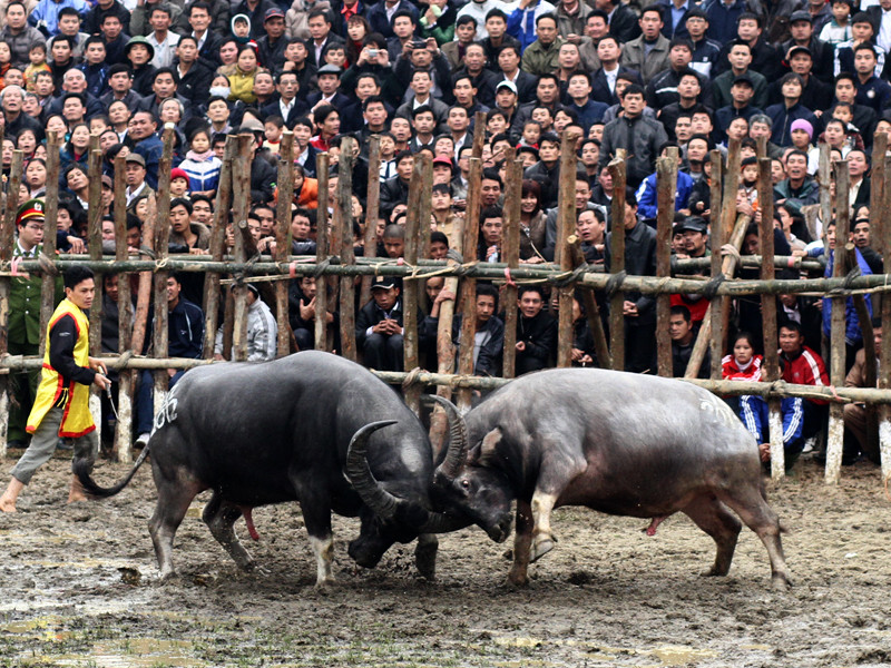 Móc, kẹp hầu...