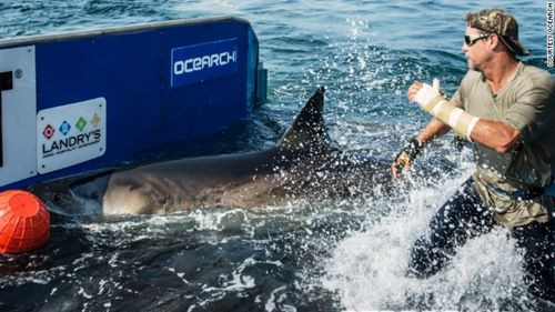 McBride dẫn dụ cá mập bằng tay không