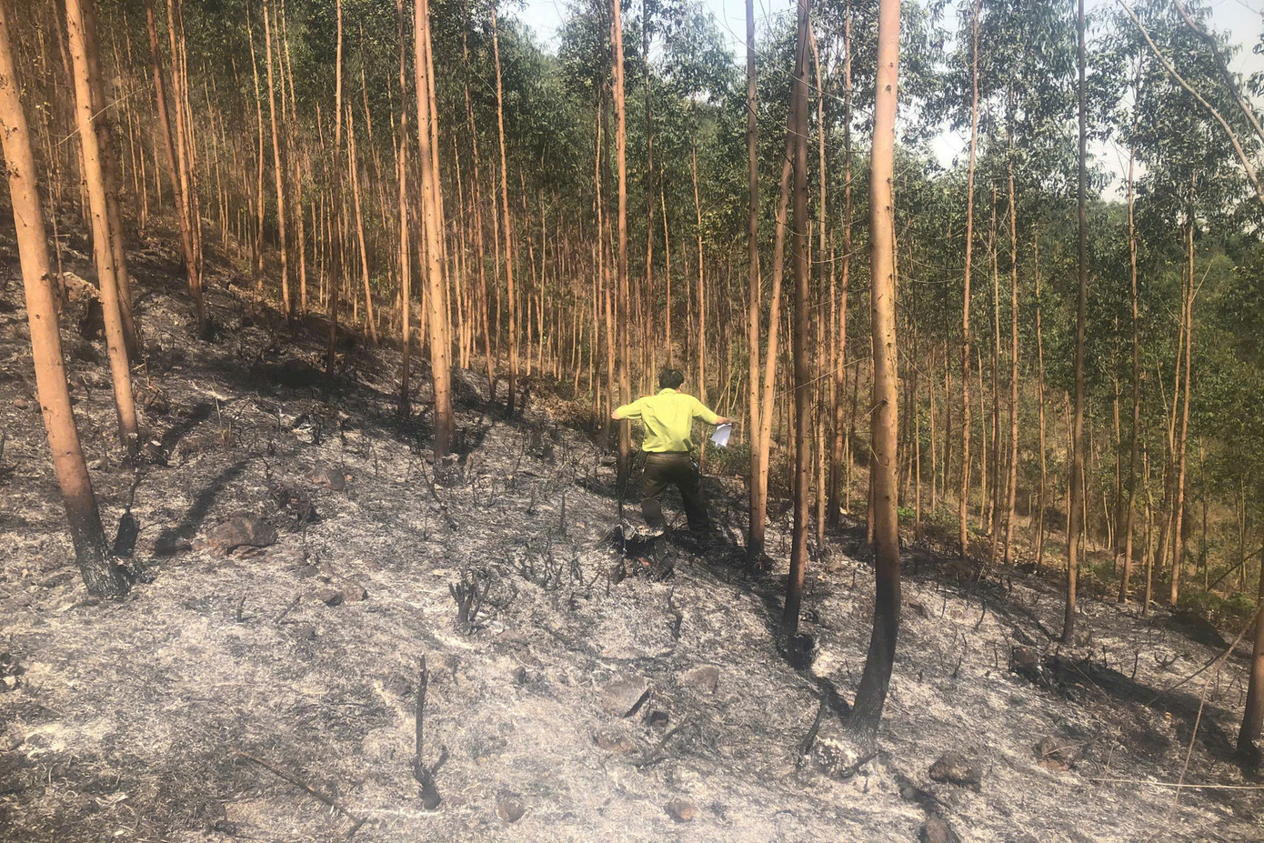 Chính quyền địa phương xác định, khoảng 30ha rừng sản xuất (chủ yếu là bạch đàn, keo) đã bị thiêu rụi. Ảnh: X.B