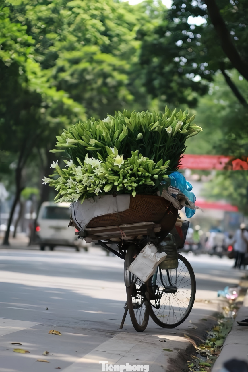 Mùa hoa loa kèn diễn ra vào tháng Tư hằng năm.