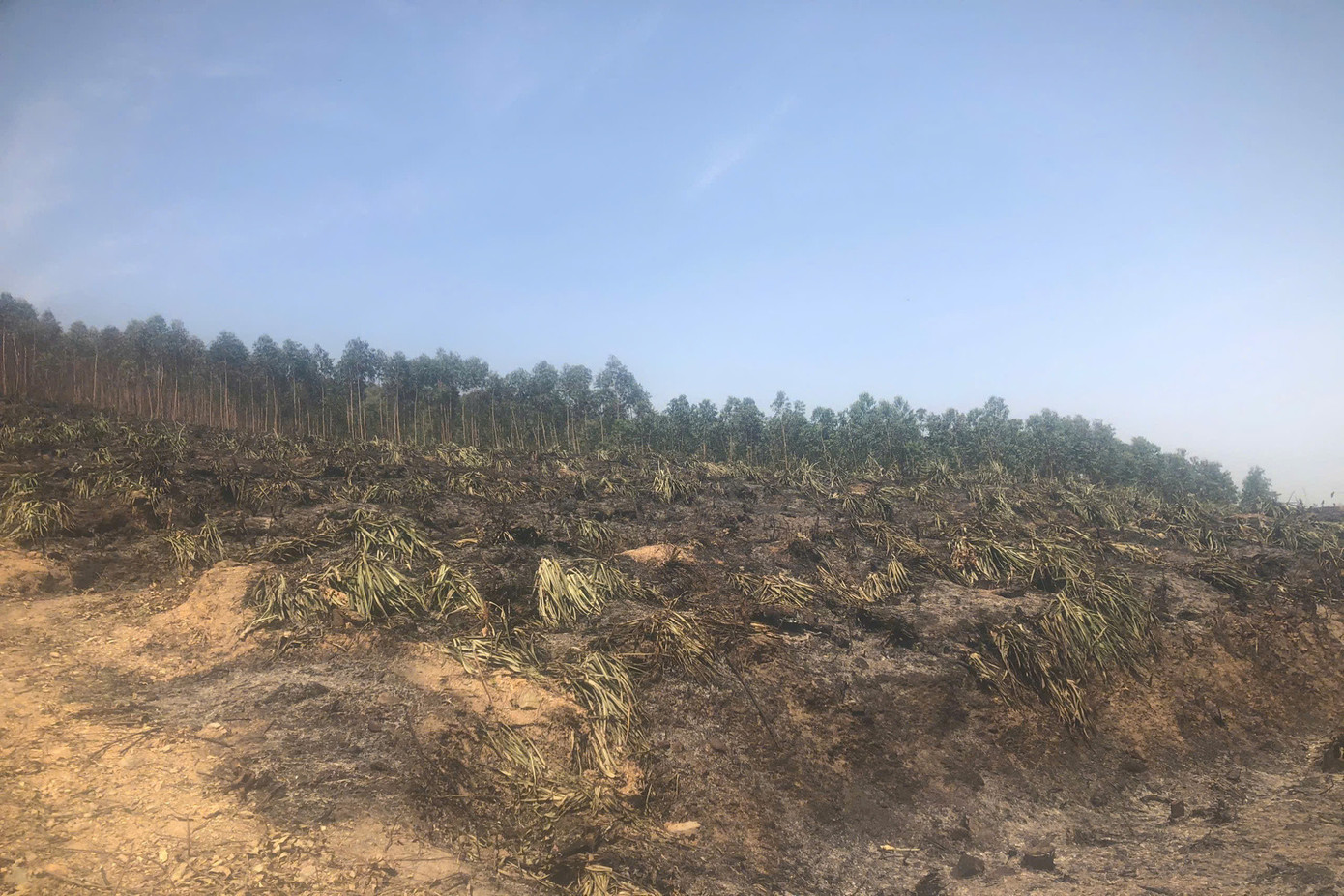 Nguyên nhân ban đầu được xác định, do người dân đốt lá cây, lớp thực bì dày gặp gió gây ra cháy rừng trồng. Ảnh: X.B