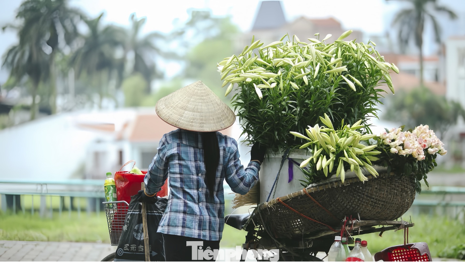 Giữa dòng xe cộ tấp nập, hình ảnh những chiếc xe chở đầy hoa loa kèn trắng muốt trở thành một nét đẹp lãng mạn và bình yên giữa lòng Thủ đô nhộn nhịp.