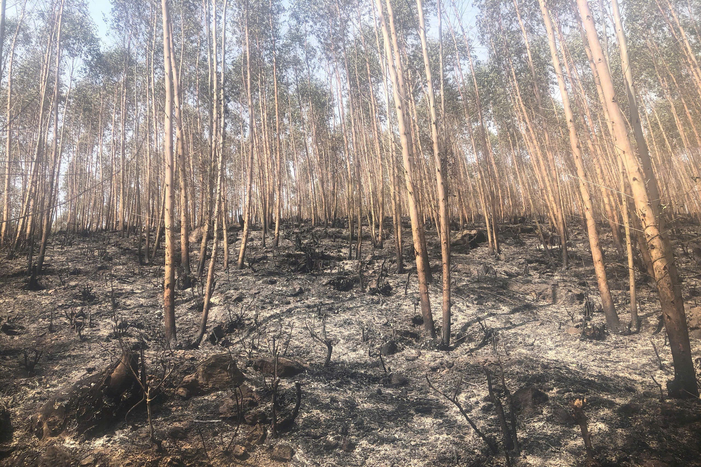 Sáng 16/4, ghi nhận tại xã Đạo Trù, toàn bộ gốc cây tại khu vực bị cháy rụi. Ảnh: X.B