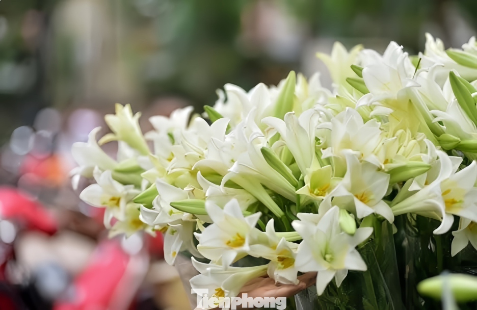 Hoa loa kèn hay còn được gọi với cái tên khác là hoa Huệ tây cuốn hút bởi sắc trắng tinh khôi, tượng trưng cho vẻ thanh lịch, sang trọng và cao quý. Nếu đến Hà Nội, đi qua các tuyến đường như Thụy Khuê, Phan Đình Phùng, Thanh niên… khó ai có thể kìm lòng trước vẻ đẹp tinh khôi, mùi hương dịu nhẹ của loa kèn.