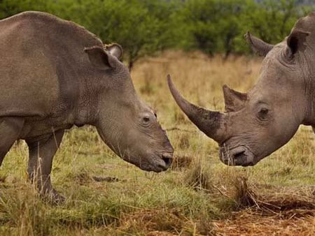 Tê giác châu Phi hiện đang có một “thiên địch” đáng sợ, đó là một lượng không ít các đại gia Việt. Tê giác châu Phi hiện đang có một “thiên địch” đáng sợ, đó là một lượng không ít các đại gia Việt