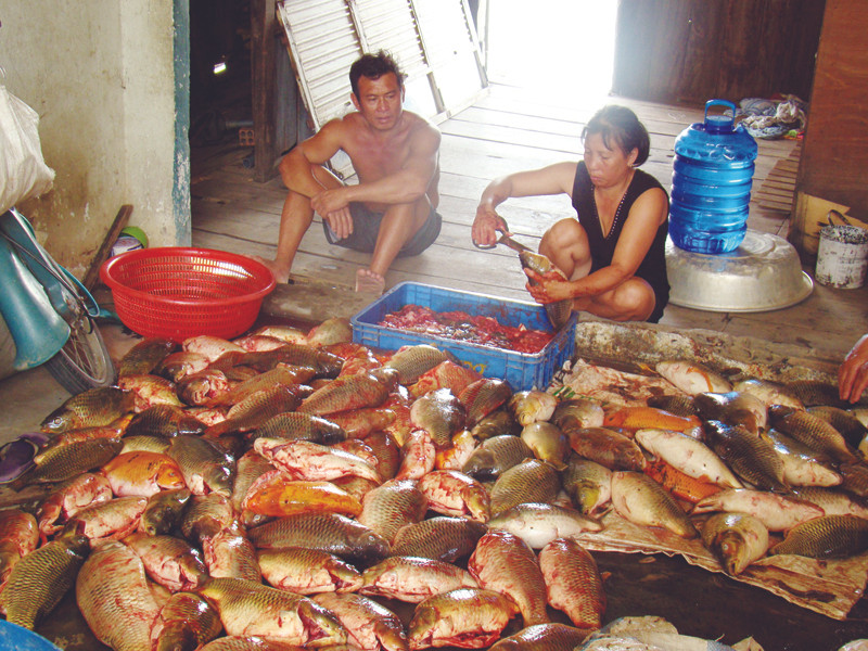 Thẫn thờ bên đống cá chết được vớt từ bè cá nuôi. Thẫn thờ bên đống cá chết được vớt từ bè cá nuôi
