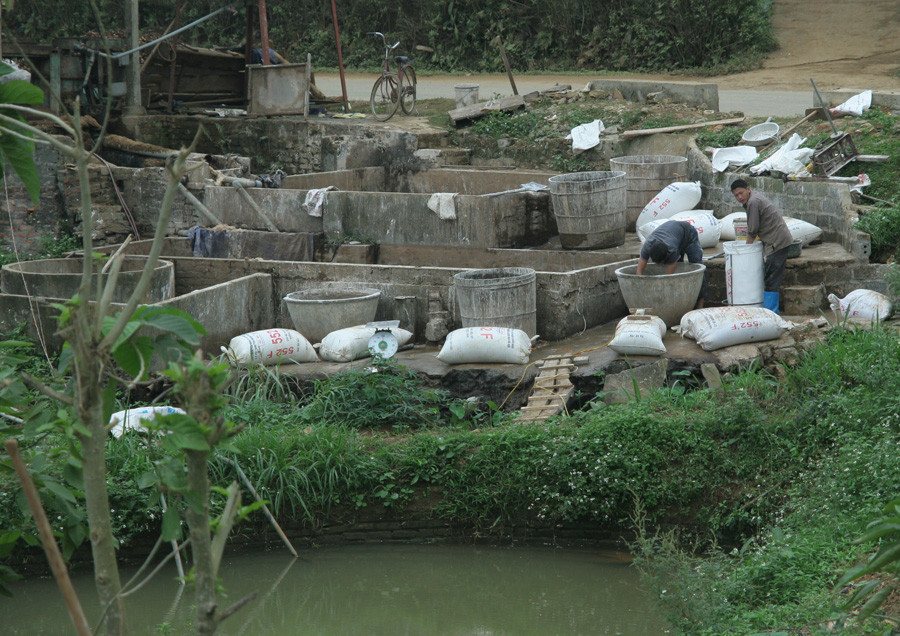 Nước để lọc bột dong lấy lên từ ao tù ngay cạnh mặt đường
