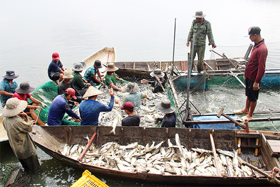 Mỗi loại cá sẽ được phân chia vào các ghe và lồng để nhập cho các thương lái Mỗi loại cá sẽ được phân chia vào các ghe và lồng để nhập cho các thương lái
