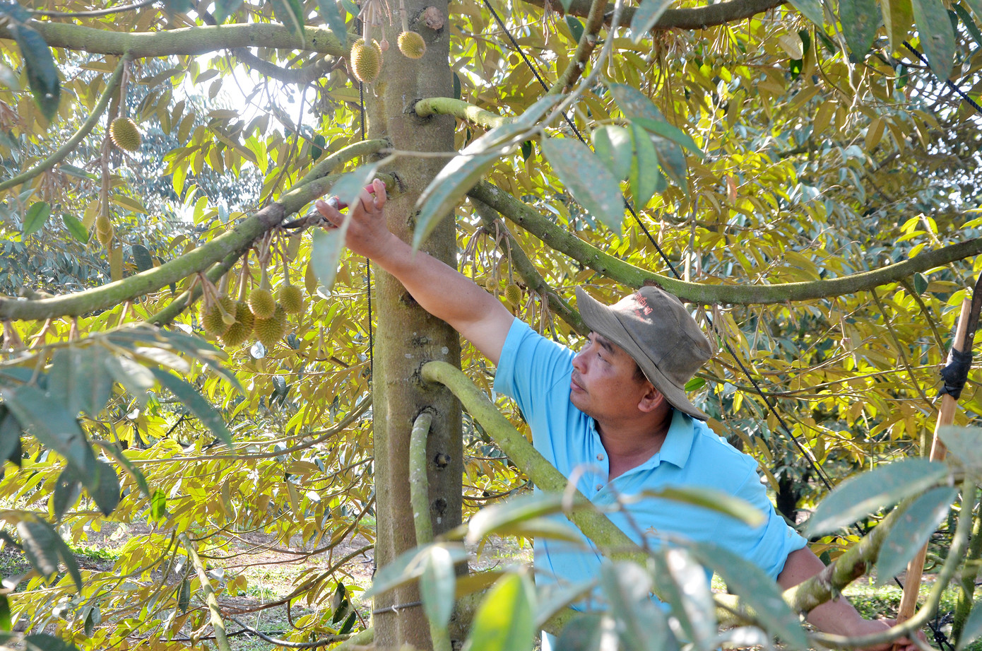 Ông Đoàn Đức Hòa, Tổ sản xuất sầu riêng Liên Đức-Xà Bang (huyện Châu Đức, tỉnh Bà Rịa-Vũng Tàu) chăm sóc trang trại sầu riêng của gia đình đã được cấp mã vùng trồng xuất khẩu sang Trung Quốc