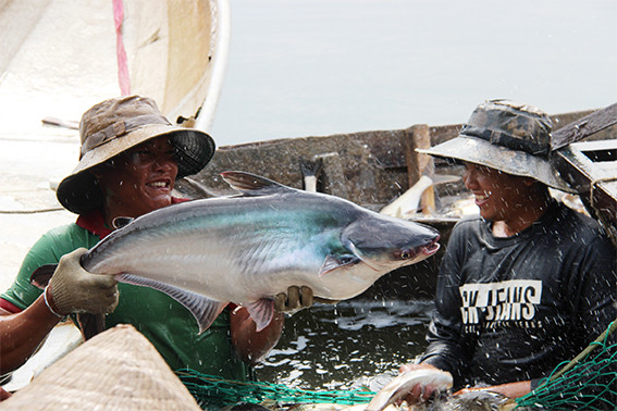 Ngoài cá mè, tại hồ Sông Mây còn có cá ba sa với trọng lượng cả chục ký. Ngoài cá mè, tại hồ Sông Mây còn có cá ba sa với trọng lượng cả chục ký.