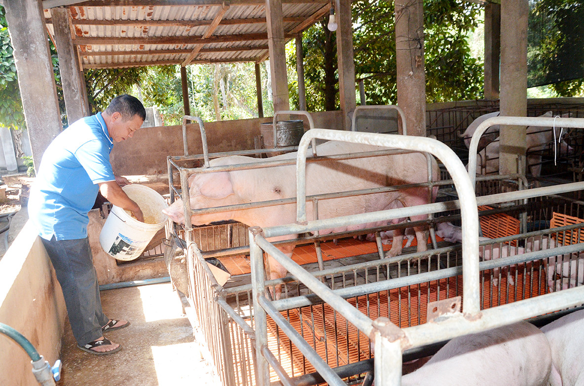 Ông Nguyễn Văn Tỏa (ấp Bình Mỹ, xã Bình Ba, huyện Châu Đức, tỉnh Bà Rịa-Vũng Tàu) chăm sóc đàn heo của gia đình. Ông Nguyễn Văn Tỏa (ấp Bình Mỹ, xã Bình Ba, huyện Châu Đức, tỉnh Bà Rịa-Vũng Tàu) chăm sóc đàn heo của gia đình.