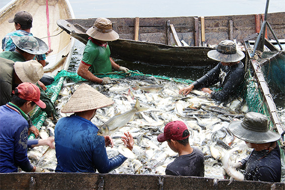 Cá được phân loại ngay khi vừa đánh bắt tại hồ Sông Mây, xã Bắc Sơn, huyện Trảng Bom, tỉnh Đồng Nai Cá được phân loại ngay khi vừa đánh bắt tại hồ Sông Mây, xã Bắc Sơn, huyện Trảng Bom, tỉnh Đồng Nai
