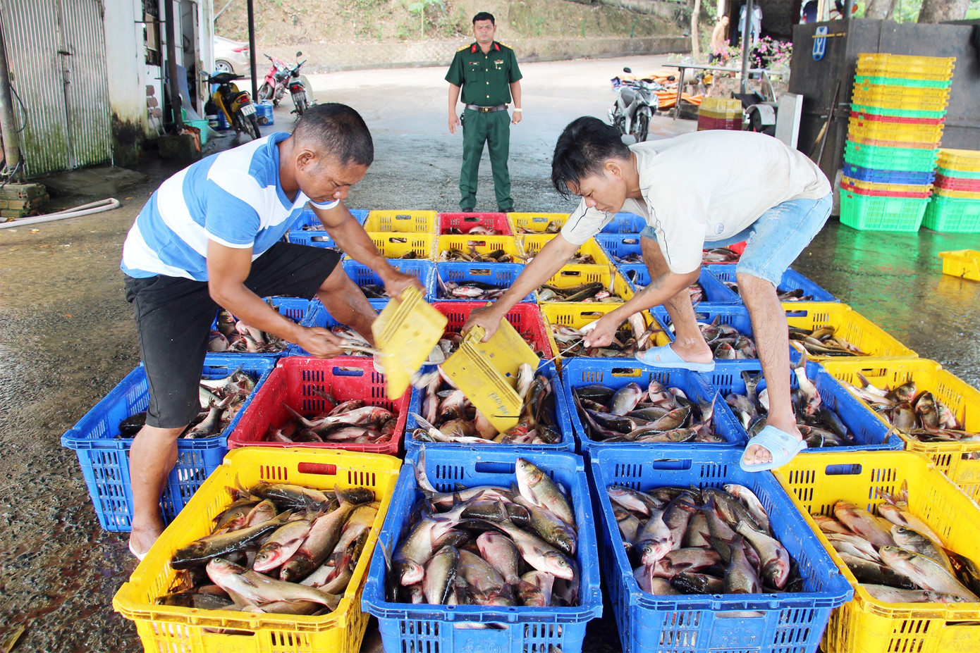 Cá được các thương lái mua ngay sau khi đánh bắt ở hồ Sông Mây, xã Bắc Sơn, huyện Trảng Bom, tỉnh Đồng Nai. Cá được các thương lái mua ngay sau khi đánh bắt ở hồ Sông Mây, xã Bắc Sơn, huyện Trảng Bom, tỉnh Đồng Nai.