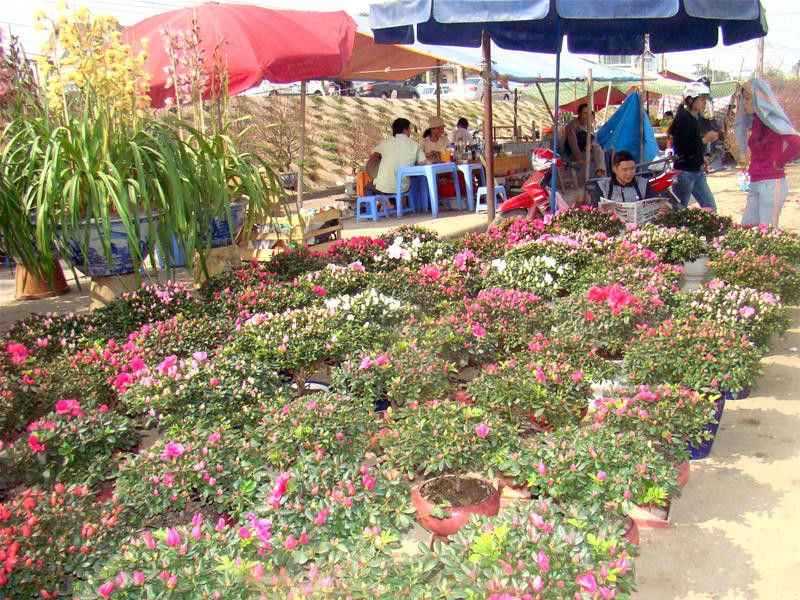 Hoa Đỗ quyên có giá dao động từ 80 - 100 nghìn/cây nhỏ, 200 - 250 nghìn/cây to