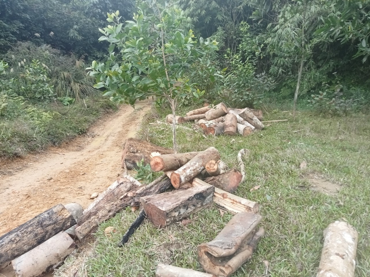 Theo ông Cao Văn Cường, Giám đốc Sở Nông nghiệp và Phát triển nông thôn Thanh Hoá, việc để xảy ra tình trạng mất an ninh rừng, khai thác gỗ trái phép ở huyện Lang Chánh đang được cơ quan chức năng khẩn trương xác minh, xử lý nghiêm theo quy định. Theo ông Cao Văn Cường, Giám đốc Sở Nông nghiệp và Phát triển nông thôn Thanh Hoá, việc để xảy ra tình trạng mất an ninh rừng, khai thác gỗ trái phép ở huyện Lang Chánh đang được cơ quan chức năng khẩn trương xác minh, xử lý nghiêm theo quy định.