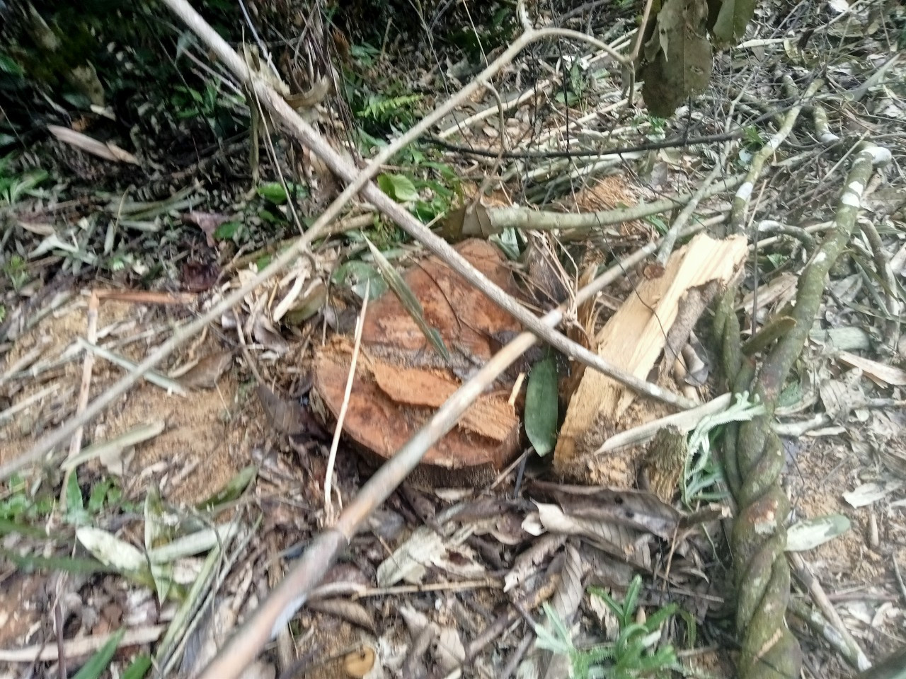 Trong những ngày qua, lực lượng chức năng đã thực hiện kiểm tra các khu vực rừng bị chặt phá trái phép Trong những ngày qua, lực lượng chức năng đã thực hiện kiểm tra các khu vực rừng bị chặt phá trái phép