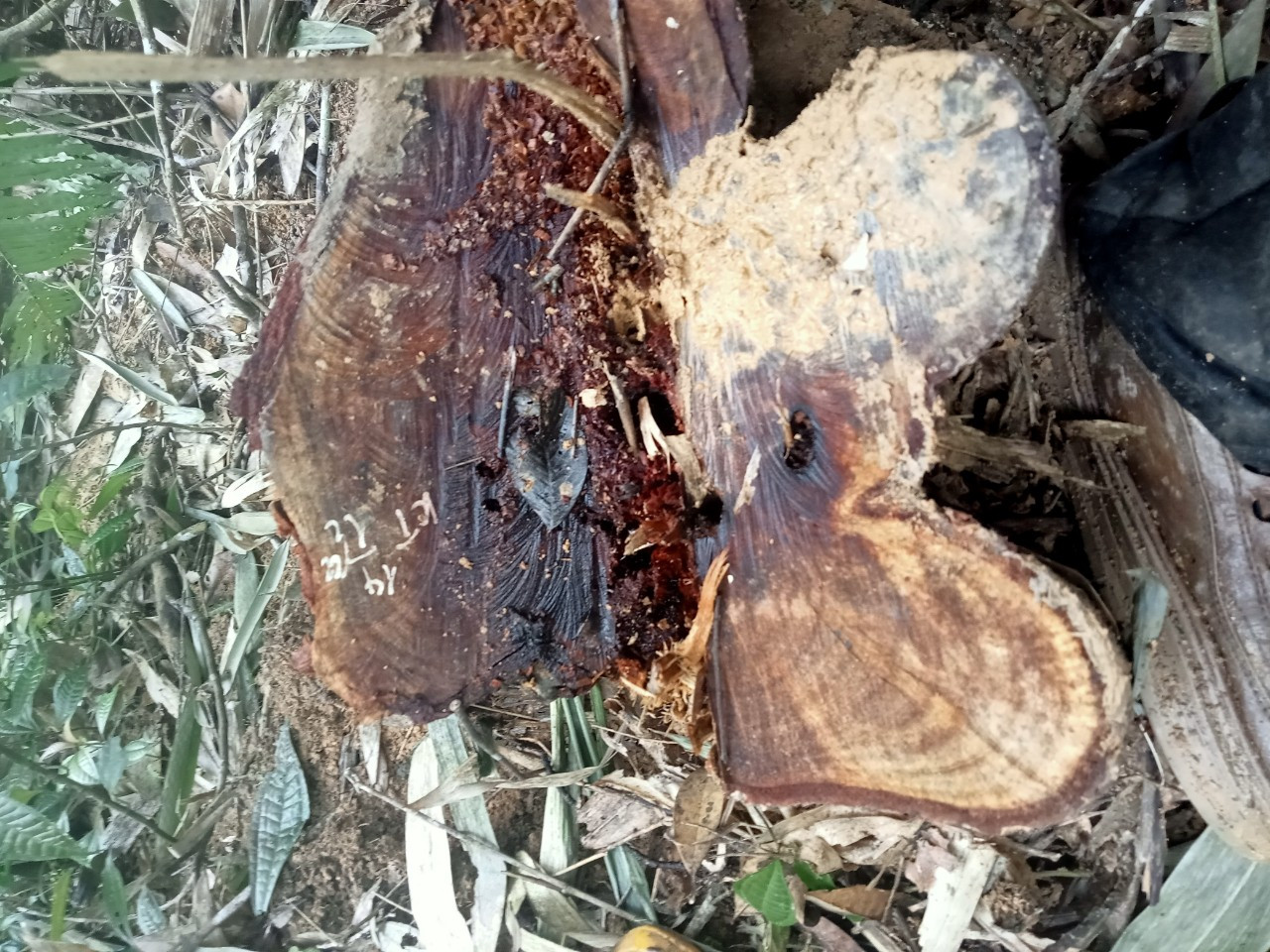 Cơ quan chức năng thực hiện thống kê, phân loại các cây gỗ rừng bị chặt hạ trái phép để có cơ sở xử lý vi phạm. Cơ quan chức năng thực hiện thống kê, phân loại các cây gỗ rừng bị chặt hạ trái phép để có cơ sở xử lý vi phạm.