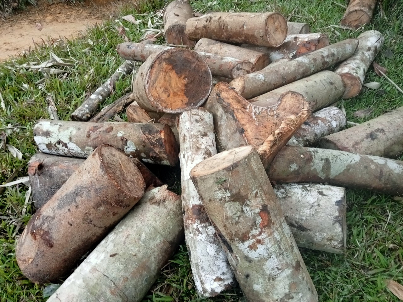 Cây bị chặt cắt khúc được phát hiện Cây bị chặt cắt khúc được phát hiện