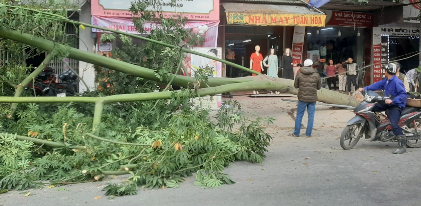 Hiện trường cây xanh bất ngờ bị bật gốc