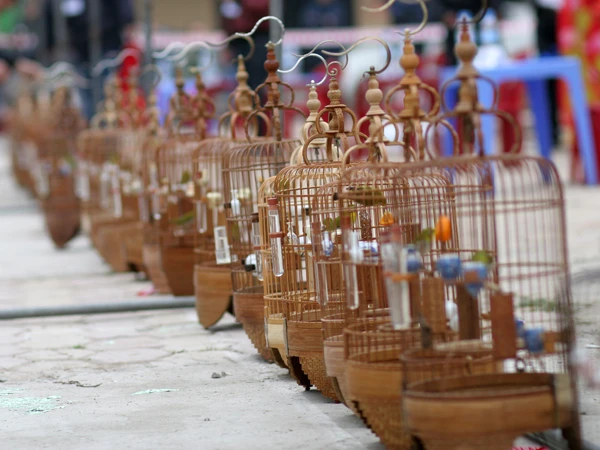 Các lồng chim đựoc xếp theo số thứ tự chuẩn bị đưa lên giàn đấu 