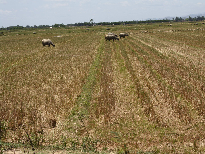  Thanh niên xã Hàm Ninh đã phải bỏ cánh đồng khô khát này đi làm ăn xa