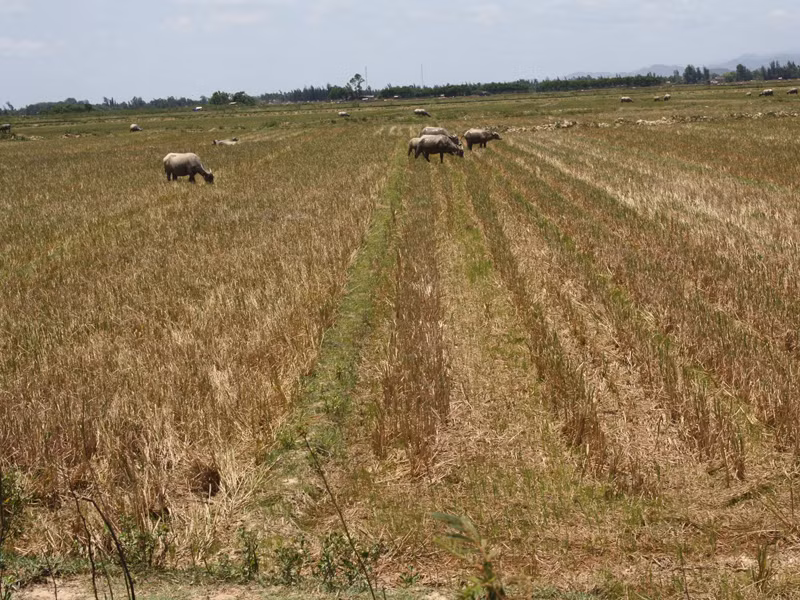  Thanh niên xã Hàm Ninh đã phải bỏ cánh đồng khô khát này đi làm ăn xa
