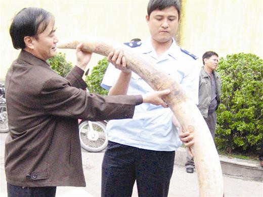 Ngà voi nhập lậu. Ảnh: Lam Khê