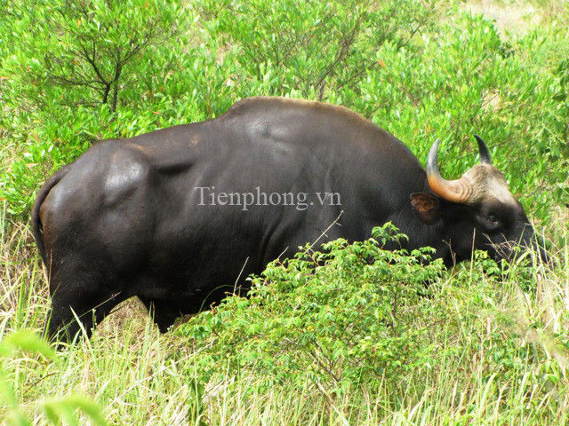 Đó là một chú bò tót trưởng thành, nặng chừng 1 tấn rưỡi 