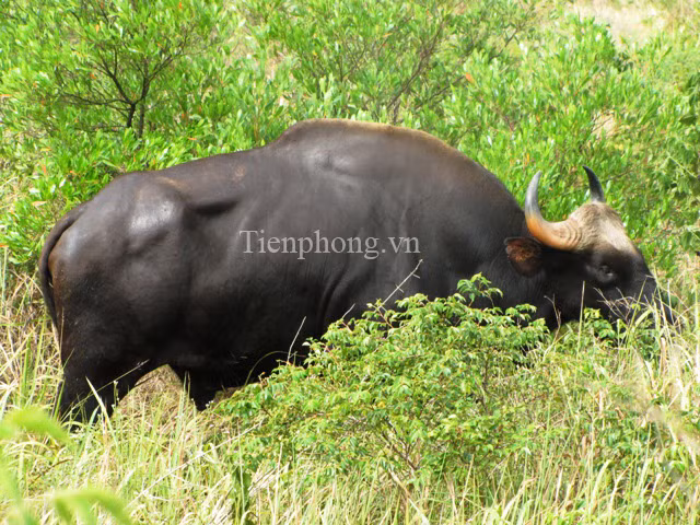 Đó là một chú bò tót trưởng thành, nặng chừng 1 tấn rưỡi 