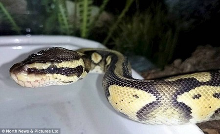 Tá hỏa phát hiện trăn trong bồn tắm ảnh 1