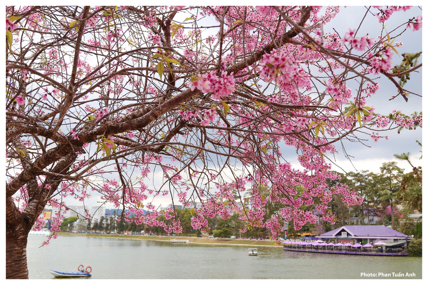 Đà Lạt rực rỡ sắc Xuân qua chùm ảnh hoa mai anh đào nở đẹp mê lòng người ảnh 16