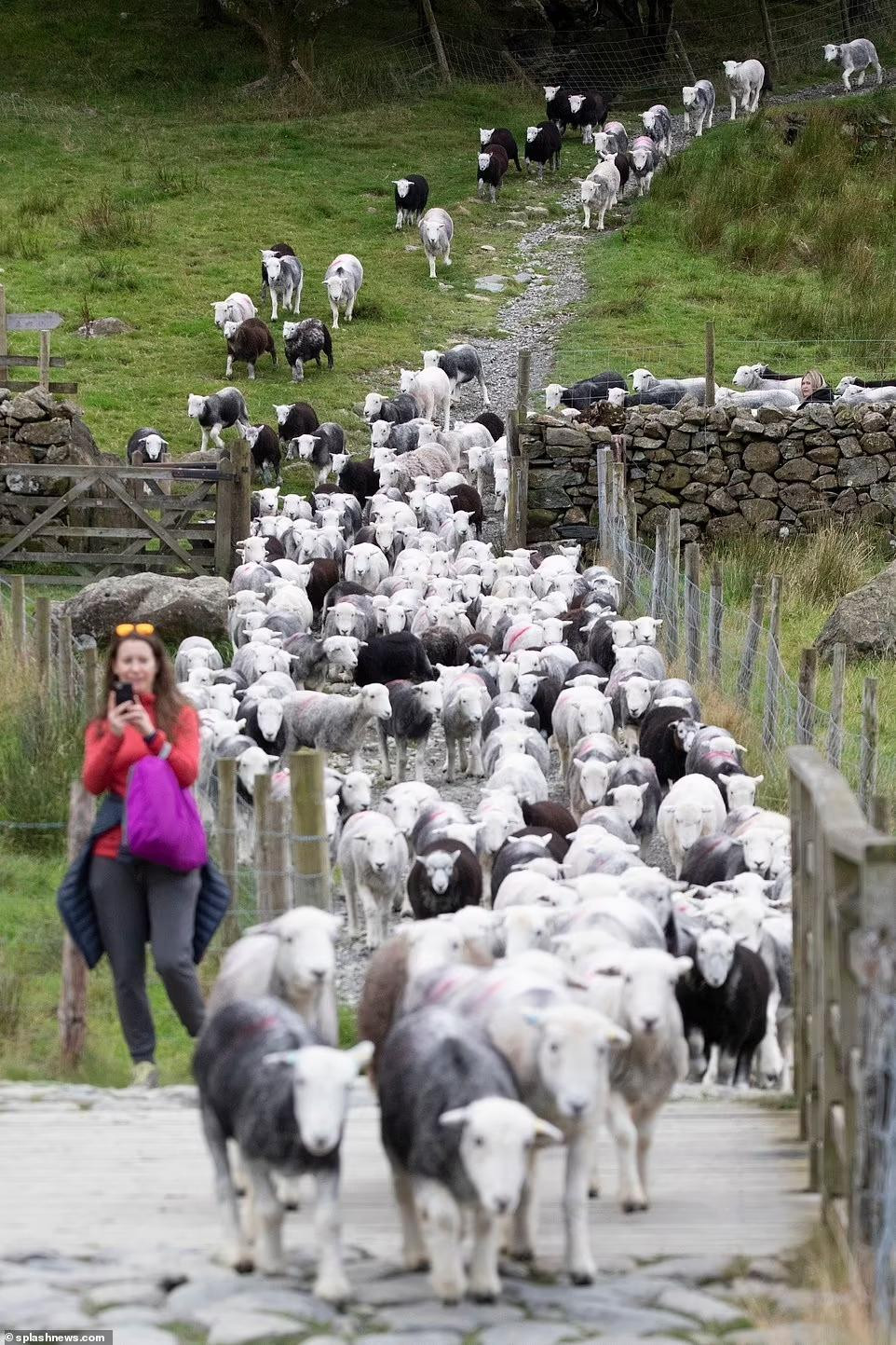 Trong quá trình quay phim, ê-kíp của Tom Cruise gặp phải sự cố &quot;dở khóc dở cười&quot;. Một người đi bộ đã mở cửa cho đàn cừu tràn vào phim trường khiến buổi quay phim bị gián đoạn. Ảnh: Splashnews.
