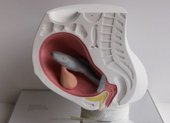 Hình ảnh bào thai là mộtloại cá trong bụng mẹ. 