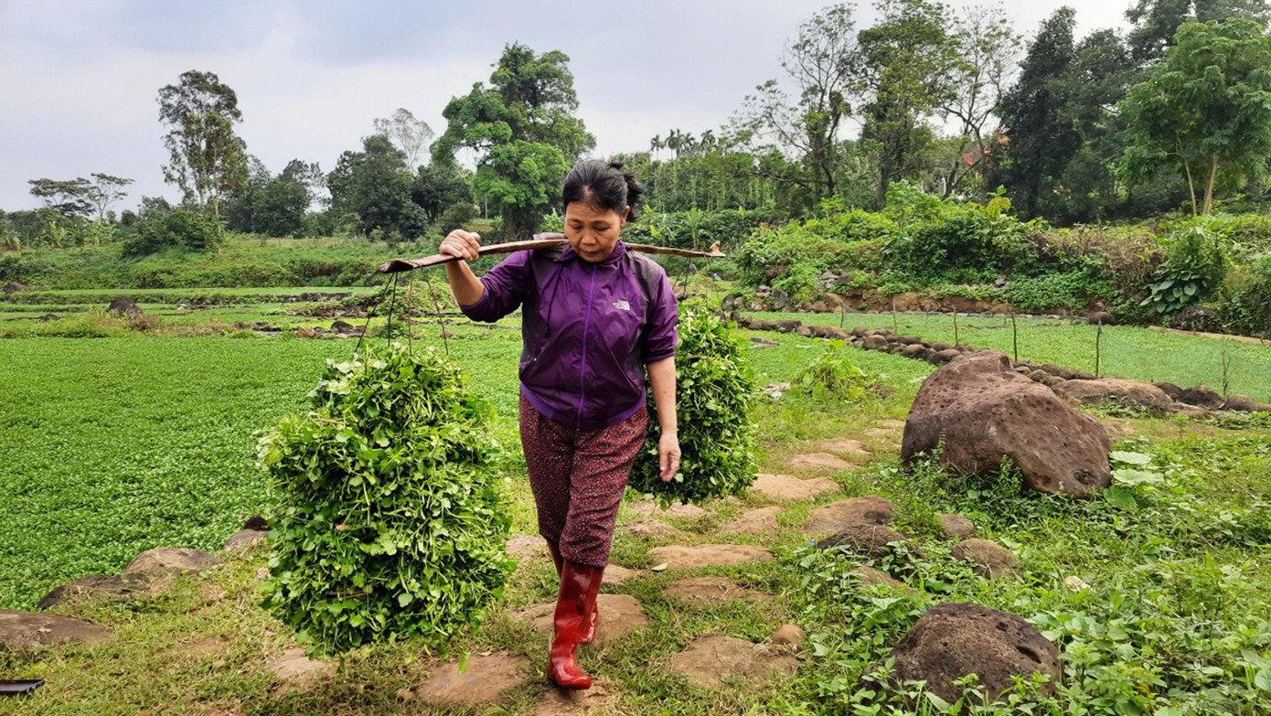 Cánh đồng rau liệt Gio An