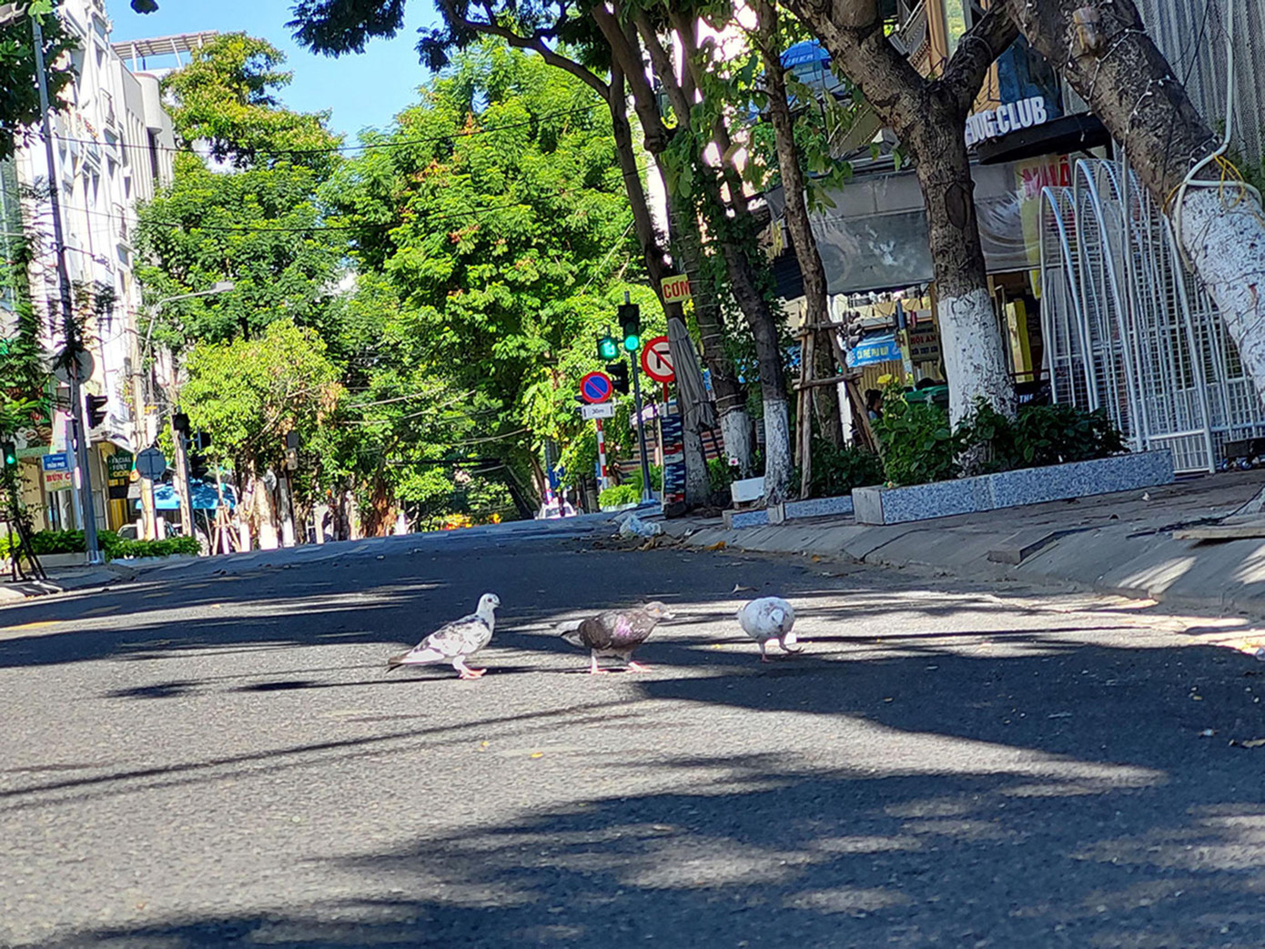 Đường phố Đà Nẵng chim đi bộ. Ảnh: Tr.T Đường phố Đà Nẵng chim đi bộ. Ảnh: Tr.T